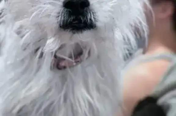 Lost dog, female, Whitewood Road, 25, Milford - off-white coat - photo