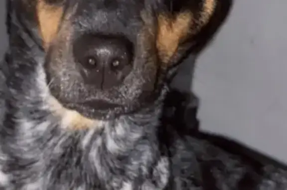 Lost dog, Mc Clendon Street, 626, Corpus Christi - female blue heeler mix - photo