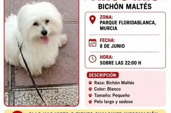 Perro perdido, macho, Calle Mozart, Murcia — con microchip - photo