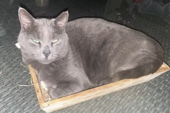 Animaux perdus et trouvés Manosque, photo: Chat perdu femelle, Chemin de Saint-Donat, Mazan, Manosque - chartreux aux poils gris courts