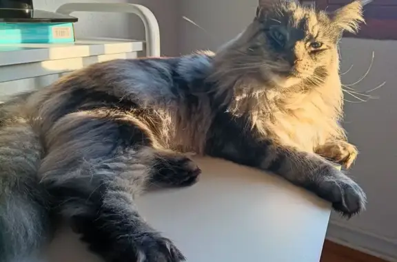 Búsqueda de mascotas, foto: Perdido gato masculino, Calle de Joaquín Rodrigo, Aranjuez - gris con blanco, 2 años, Apollo
