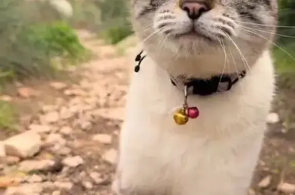 Perdido gato macho, Avenida de Asia, Santa Pola — Siamés Tabby con tres collares - photo