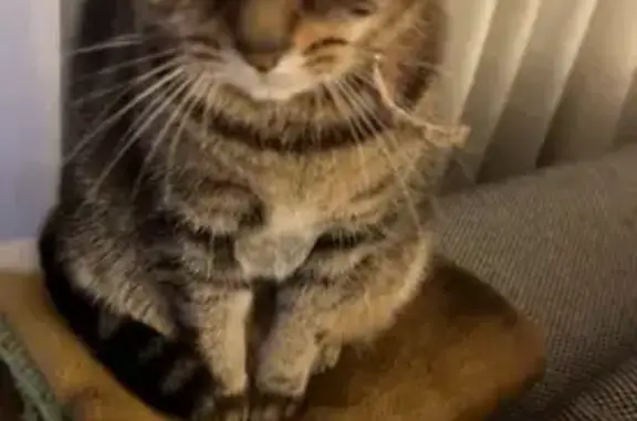 Lost pets Salisbury, photo: Lost cat female, Unley, South Australia, Salisbury - no collar, funny toe on back left leg