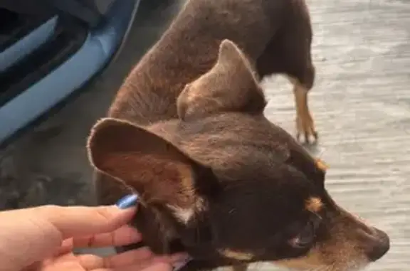 Encontrado perro hembra, Río S...