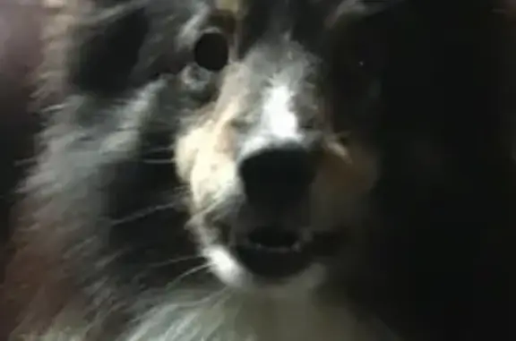 Lost dog, State 31, Lockport, Buffalo - male sheltie - photo