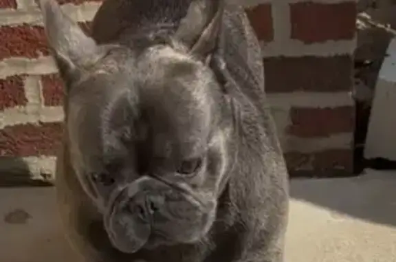 Lost dog, East Cheltenham Avenue, 138, Philadelphia - gray, stocky, French bulldog - photo