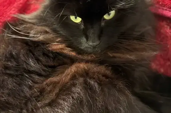 Lost cat, Waller Road East, 11610, Tacoma - female, black long fur, spayed - photo