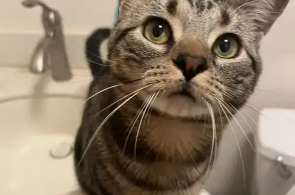 Lost dog, Lafayette Avenue, 876, Brooklyn - small black and grey tabby with green eyes - photo