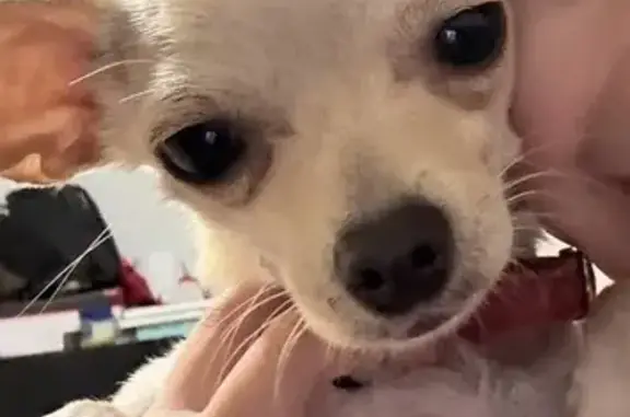 Lost dog, Niagara Street, 6999, Commerce City - female - photo