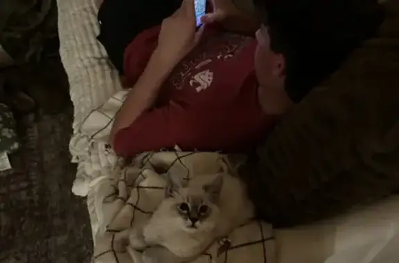 Lost cat, West Saguaro Drive, 4252, Eagle - male, white and grey fluffy, blue eyes - photo