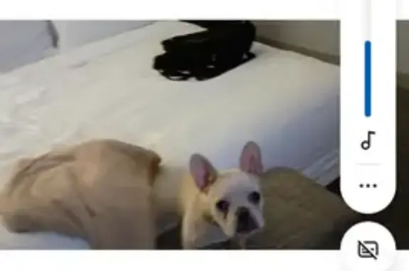 Lost dog, Washington Avenue South, 300, Minneapolis - white Frenchie - photo