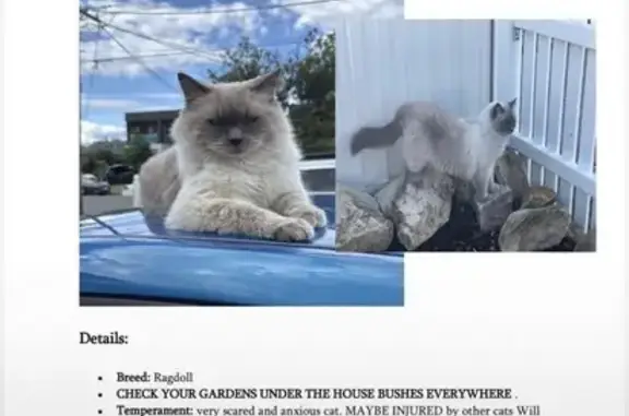 Missing cat Sydney, photo: Lost cat, Ely Street, Canterbury-Bankstown Council, Sydney - male Ragdoll, 6.5 kg, one crossed slightly
