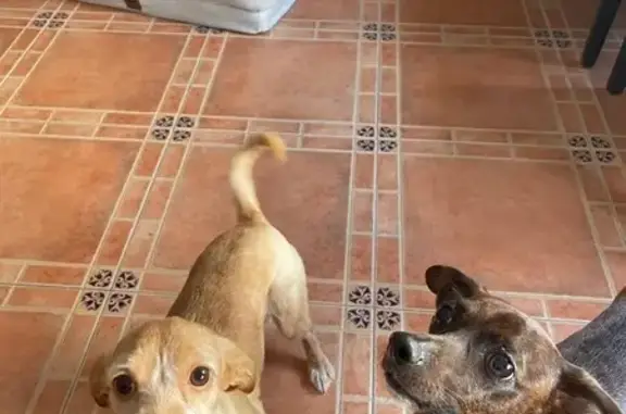 Perdido perro hembra, Calle Malaga, 28, El Secadero, San Roque - asustadiza y con un diente que se le sale de la boca - photo