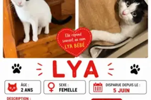 Animaux perdus et trouvés Gravelines, photo: Perdu chat femelle, Impasse du Vallon de Toupine, 12, Salon-de-Provence