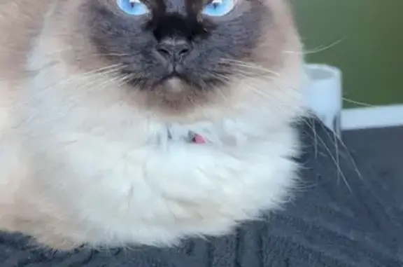 Lost cat, Cotton Place, 4, Joondalup, Wanneroo - female ragdoll with blue eyes - photo