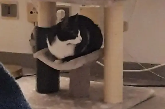 Chat perdu, femelle, Rue des Tapisseries, 15, Paris - blanc et noir, pucée - photo