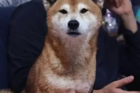 Animaux perdus et trouvés Marseille, photo: Chien perdu mâle, Route de Turin, 38, Nice