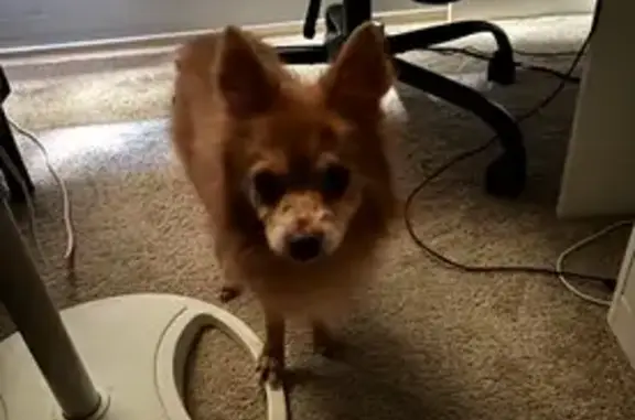 Missing dog Houston, photo: Lost dog, Lower Arrow Drive, 6630, Houston - male, marks on nose