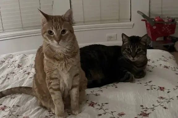 Lost cat, Interstate 45, 21714, Spring - male, gray tabby - photo
