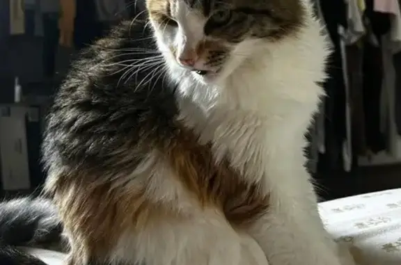 Lost cat, Clifton Avenue, 2801, Cincinnati - calico, affectionate, shy - photo