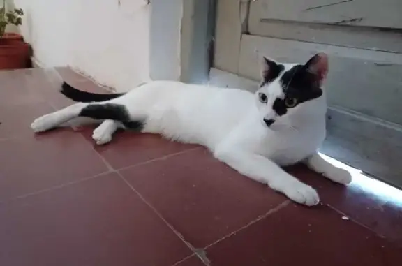Gato perdido, Calle Villahermosa, Valencia — blanco con manchas negras y cola negra con punta blanca - photo