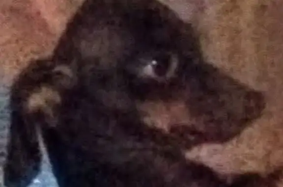 Lost dog, Augusta Road, 5400, Lexington - female mini-dachshund with cloudy eyes - photo