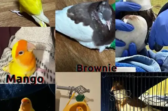Lost bird male, East 15th Stre...