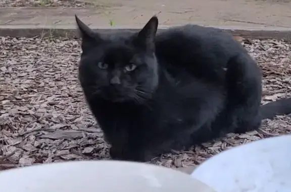 Found cat, Gosnells, Western A...