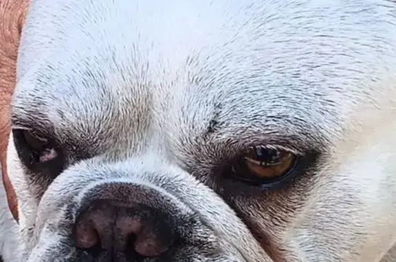 Missing dog South Gate, photo: Lost dog, Tweedy Boulevard, 4855, South Gate - white French bulldog with something in his right eye
