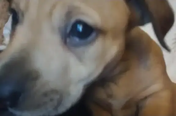 Missing dog Jacksonville, photo: Lost dog, Bowden Road, 7524, Jacksonville - male, about 9 months old