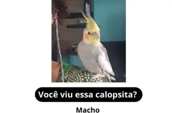 Perdida pássaro macho, Rua Len...