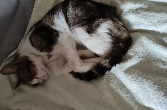 Chat trouvé Garçon, Neufmanil...