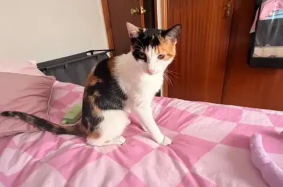 Perdido gato hembra tricolor, Avenida de la Virgen del Carmen, 47, Hortaleza - photo