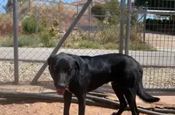 Perdido perro macho, Lugar Morti Alto, 66, Totana — lleva collar negro y se llama Crou - photo