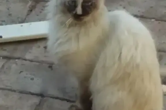 Missing cat Phoenix, photo: Lost cat, East Garfield Street, 801, Phoenix — female Siamese mix with blue eyes