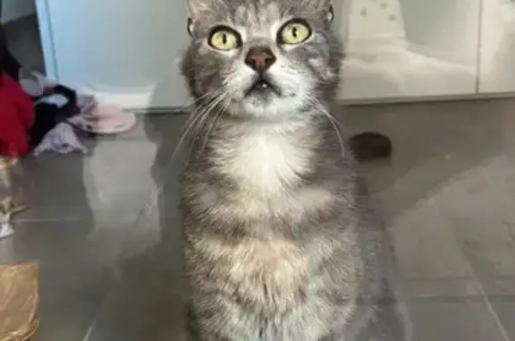 Perdu chat femelle, Boulevard Paul Valéry, 2262, Montpellier, Nîmes — petite grise tigrée - photo