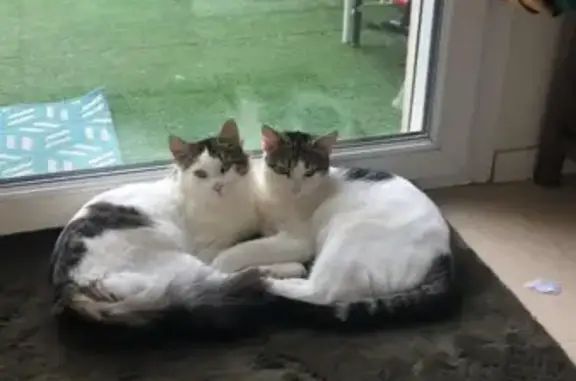 Animaux perdus et trouvés Coullons, photo: Chat perdu mâle, Rue Pablo Picasso, 48, Coullons - blanc