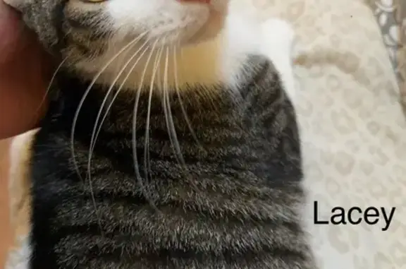 Lost cat, Berkley Road, Polk City, Tampa - female brown and white tabby - photo