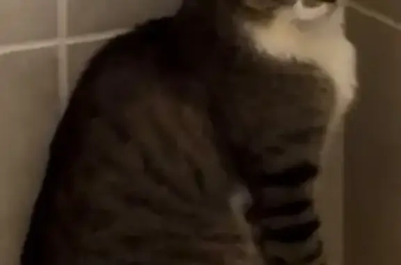 Lost cat, Berkley Road, Polk City, Arlington - male, brown and white tabby - photo