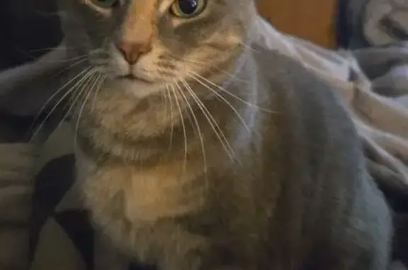 Missing cat Mocksville, photo: Lost cat, Greentree Circle, 1013, Salisbury, Mocksville - female, brown patch on nose