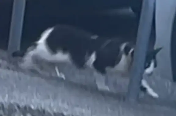 Animaux perdus et trouvés Toulouse, photo: Chat trouvé, Rue I Fouré Labrot, 9, Toulouse - noir et blanc, très peureux