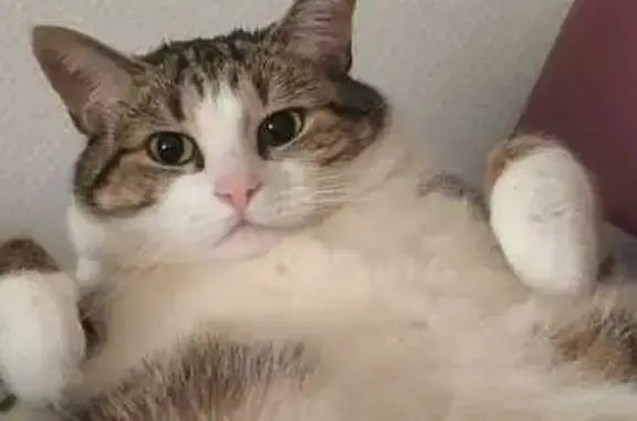 Chat perdu femelle, Route de Saint-Michel, 203, Bourges, Paris - stérilisée, identifiée par puce étrangère - photo