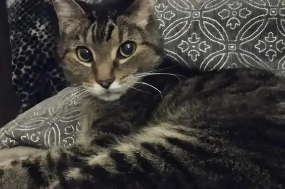 Lost cat, Southwest York Street, 19455, Aloha, Seattle - male, thin tabby, 19 years old - photo