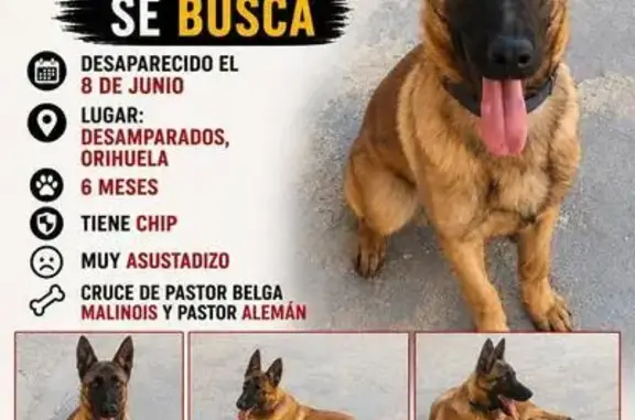 Perdido perro macho en Desemparats, Comunidad Valenciana, Almendralejo - 6 meses, con chip - photo