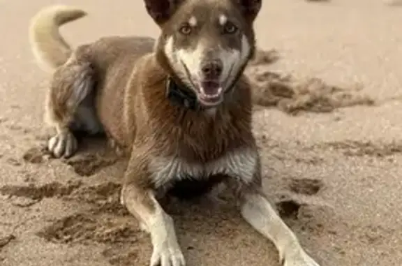 Lost dog, Elanora Road, Kiama, Sydney - male red and pale tan kelpie with a green collar - photo