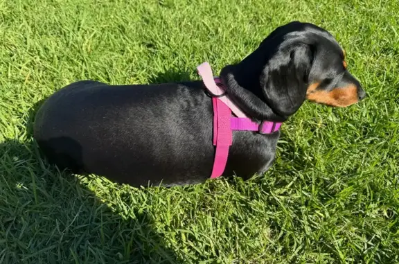 Lost dog, Saint Thomas Street, Bronte, Sydney - female dachshund, black, timid - photo