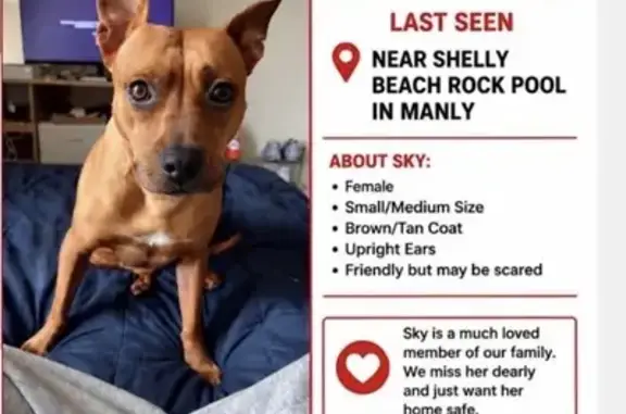 Lost dog, Bower Street, 36, Northern Beaches Council, Curl Curl - female with 3 scars - photo