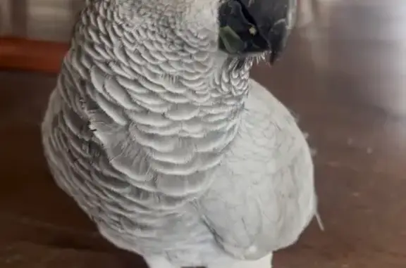 Lost pets Ku-ring-gai Council, photo: Lost bird, Glenhaven Road, 40, The Hills Shire Council, Ku-ring-gai Council — female African grey parrot with leg ring