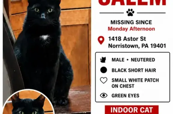 Missing cat Norristown, photo: Lost cat, Astor Street, 1428, Norristown - male, neutered, green eyes