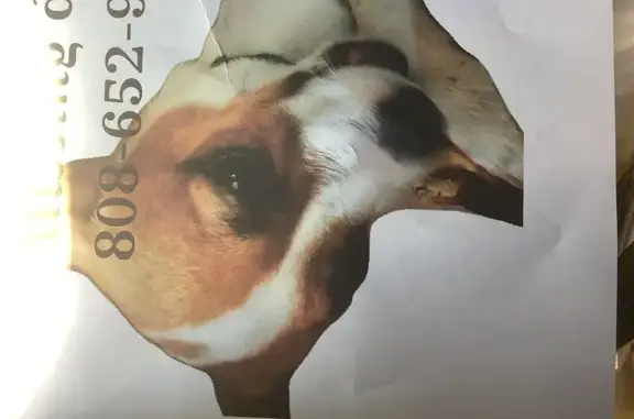 Lost dog, Lake Stevens, Washington, Lake Stevens — male, small orange and white - photo